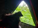 My dog enjoying the dawn chorus