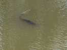 Some fine carp living in the lake