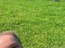 Sheep field