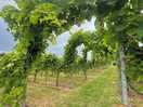 Vineyard