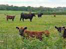 Nearby animals