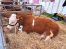 New forest & hampshire county show