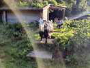 Goats on site