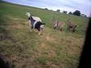 Goat company