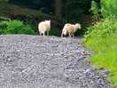 Sheep on gravel road leading to site