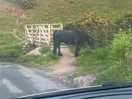 Wild horse