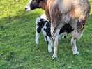Mummy and babies