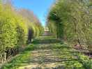 Nature walk path