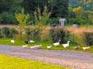 Lots of animals on site