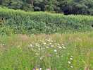 The wildflowers were amazing.