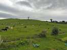 More cows