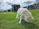 Our dog illegally off lead. shhhhhh
