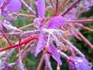 Willow herb.