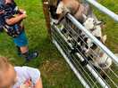 Feeding the goats