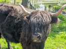 Moo