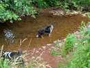 Cooling off in the babbling brook.