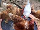 Chickens