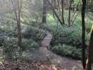 Woodland behind camp