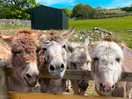 The cutest little donkeys for you to feed.