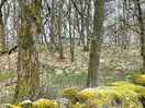 First view of the shepherd’s hut, hidden in the woods.