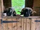 Friendly goats.