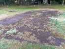 Muddy pitches