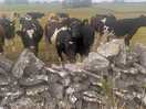 Friendly farm cows