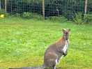 Wallaby!!!