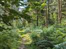 Walk in nearby forest of dean