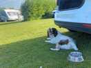 Dog friendly