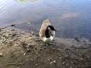 Ente am strand