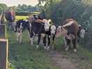 Lovely cows