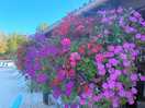 Hanging baskets outside the bat