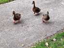 "platzkontrolle" enten kommen regelmäßig zu besuch