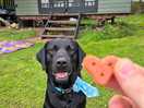Cooper especially enjoyed the complimentary dog treats!