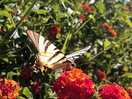 Mariposas por todos lados