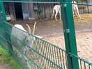 Wildlife