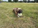 Rocko being goalkeeper