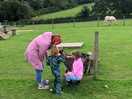 Geiten op de camping