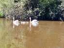 The swan family