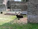 Hebridean sheep mum and days old lamb.