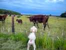 Our dog meeting the cows!