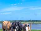 Horses