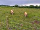 More pigs
