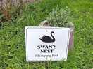 Swans nest