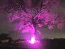 Amazing tree in the middle of the site.