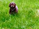 Happy dog