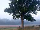 Early morning mist.