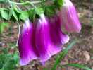 Some of the plants on our woodland walk