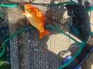 Catching fish.
